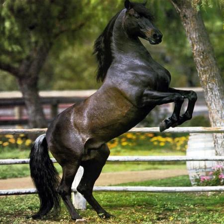 cheval